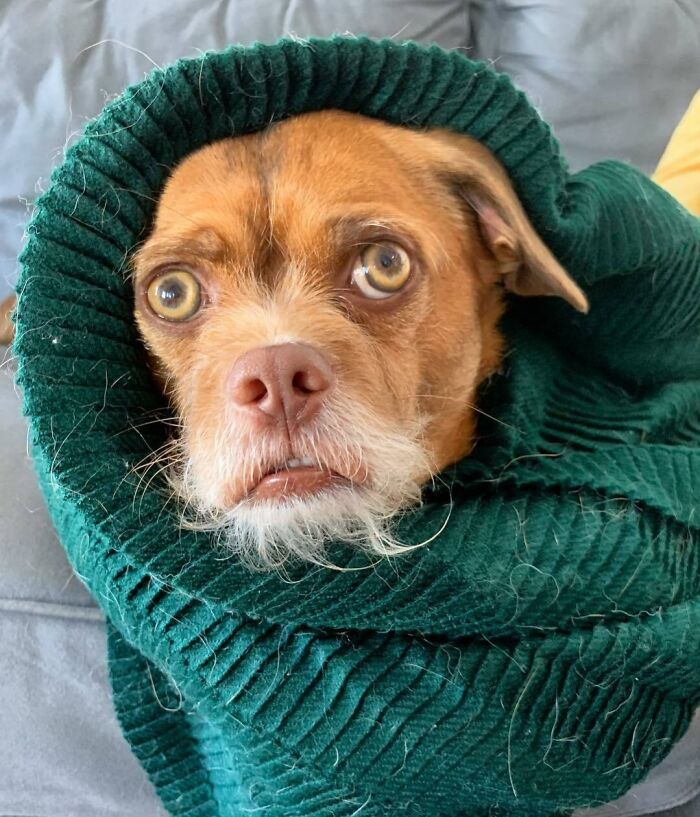118 Hilariously Unphotogenic Animal Pics To Make Your Day Better (New Pics)