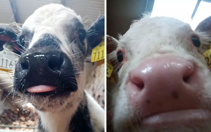 118 Hilariously Unphotogenic Animal Pics To Make Your Day Better (New Pics)