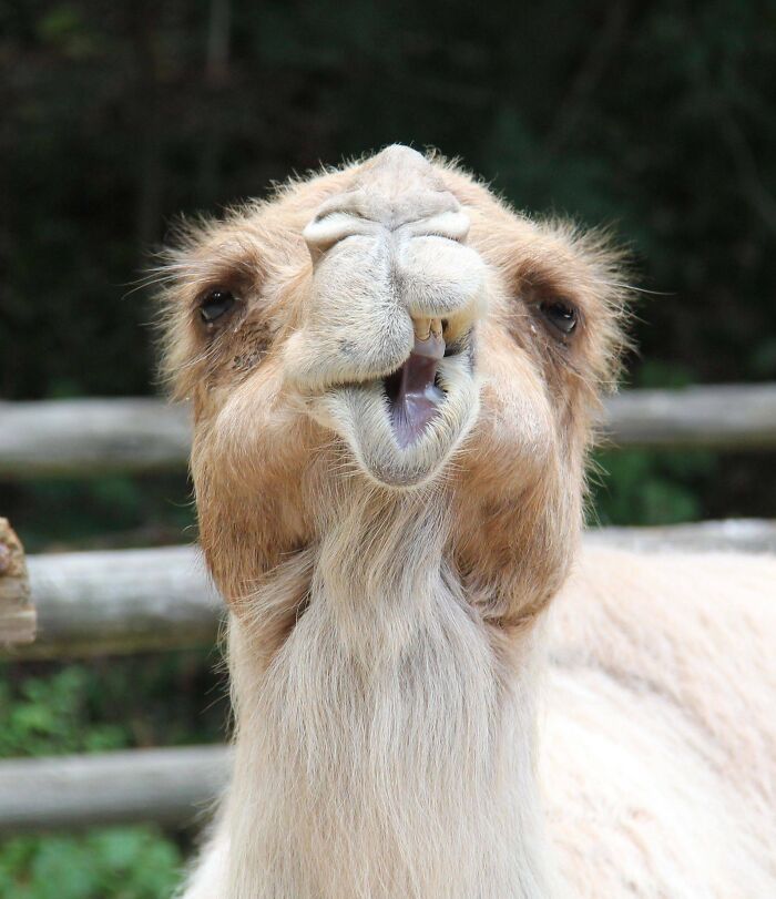 118 Hilariously Unphotogenic Animal Pics To Make Your Day Better (New Pics)