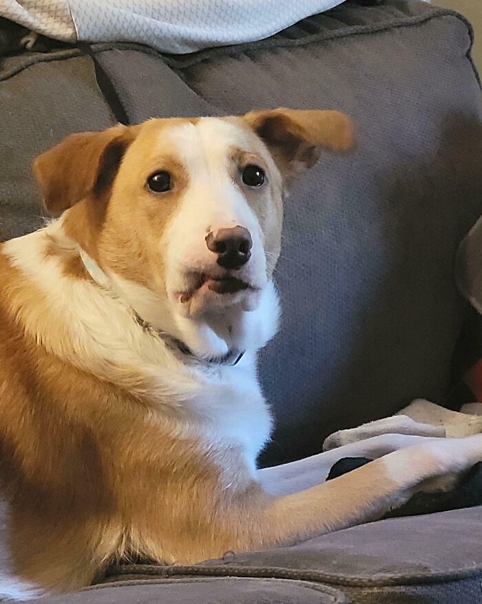 118 Hilariously Unphotogenic Animal Pics To Make Your Day Better (New Pics)
