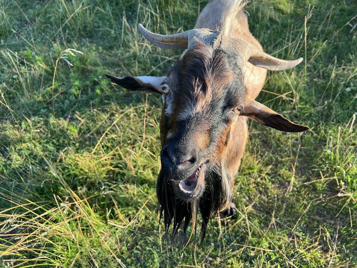 118 Hilariously Unphotogenic Animal Pics To Make Your Day Better (New Pics)