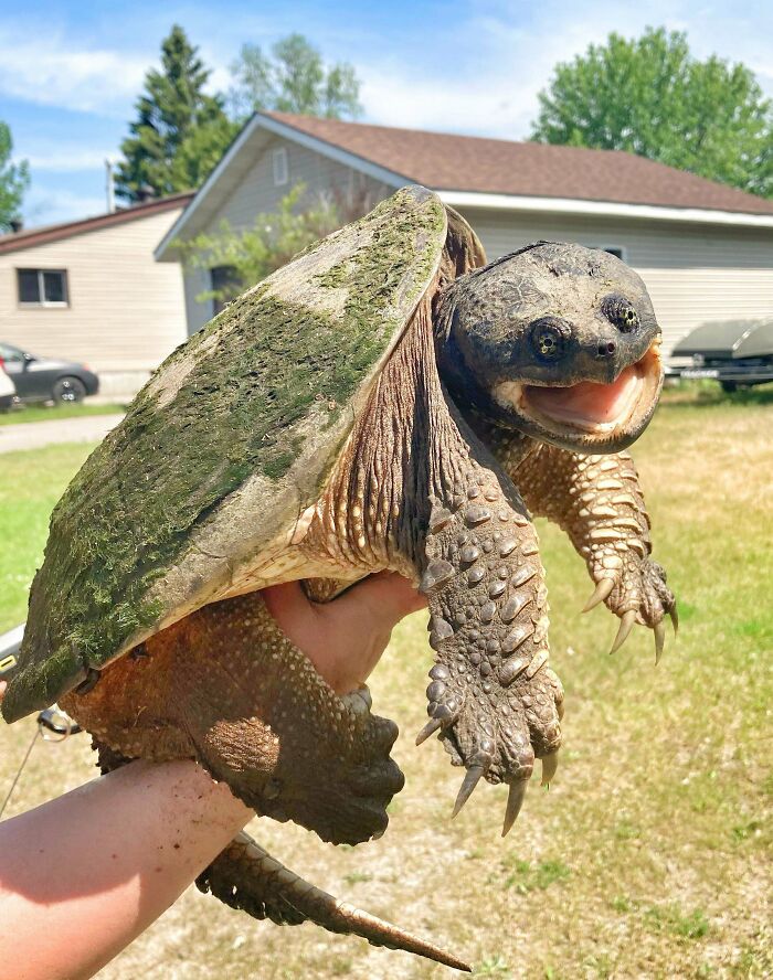 118 Hilariously Unphotogenic Animal Pics To Make Your Day Better (New Pics)