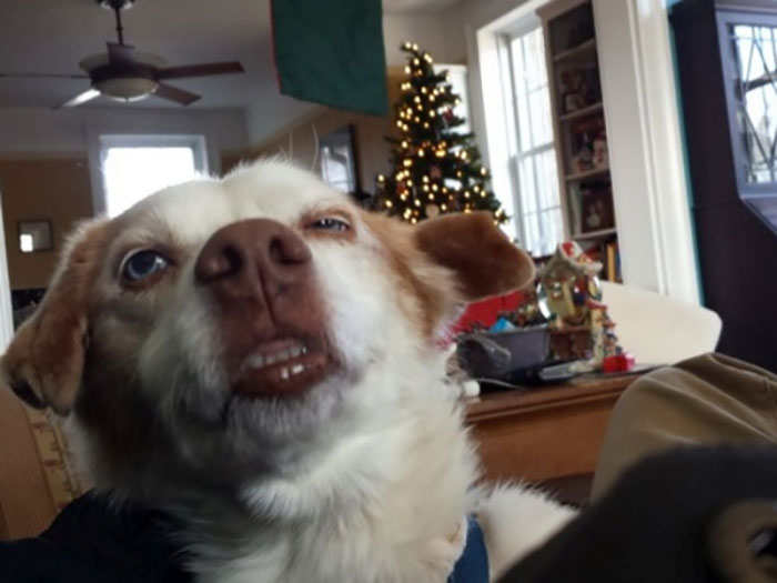 118 Hilariously Unphotogenic Animal Pics To Make Your Day Better (New Pics)