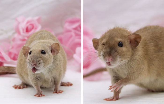 118 Hilariously Unphotogenic Animal Pics To Make Your Day Better (New Pics)