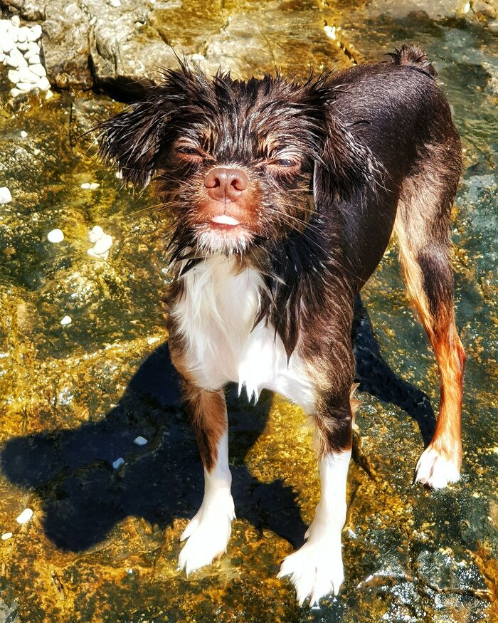 118 Hilariously Unphotogenic Animal Pics To Make Your Day Better (New Pics)