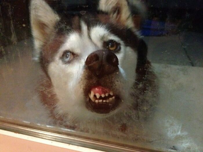 118 Hilariously Unphotogenic Animal Pics To Make Your Day Better (New Pics)