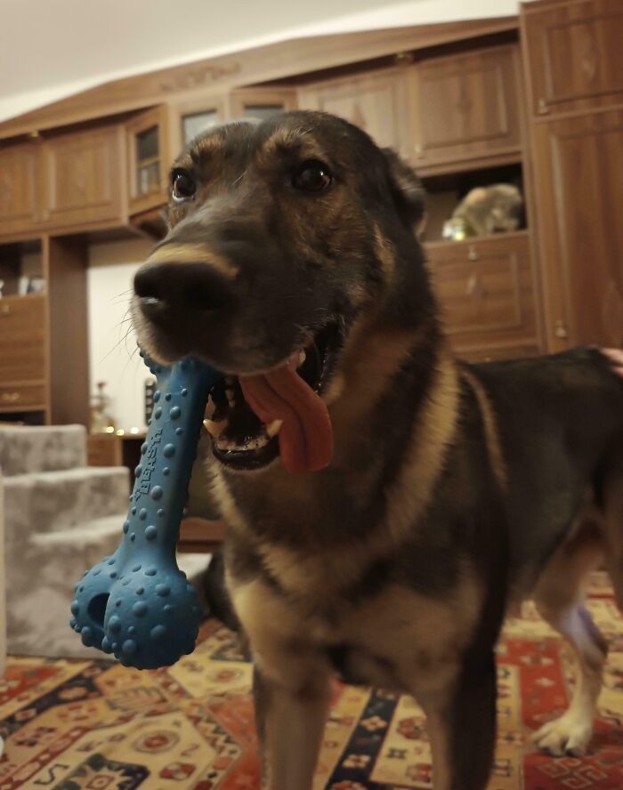 118 Hilariously Unphotogenic Animal Pics To Make Your Day Better (New Pics)