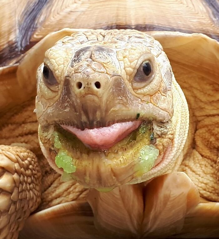 118 Hilariously Unphotogenic Animal Pics To Make Your Day Better (New Pics)