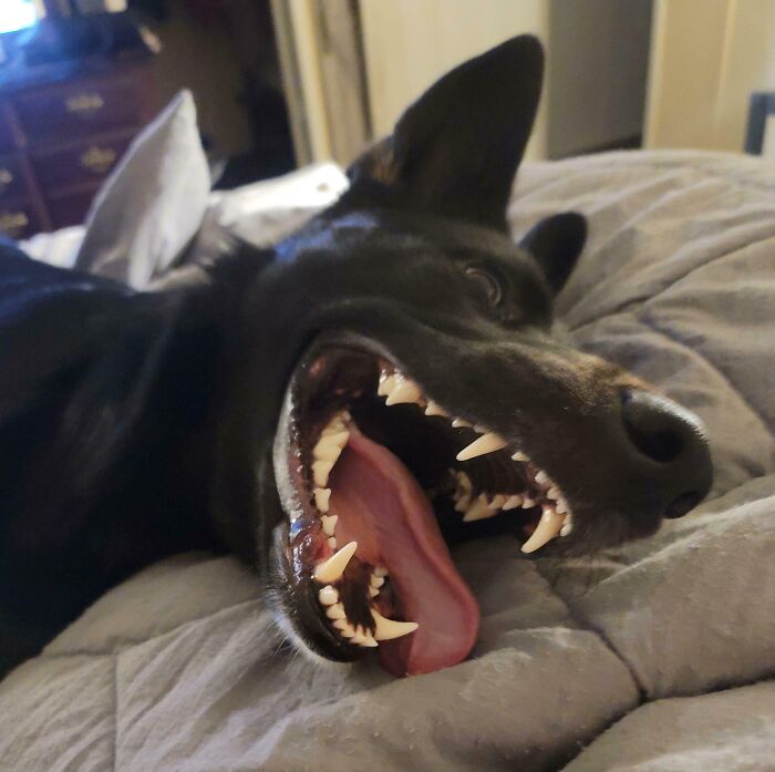 118 Hilariously Unphotogenic Animal Pics To Make Your Day Better (New Pics)