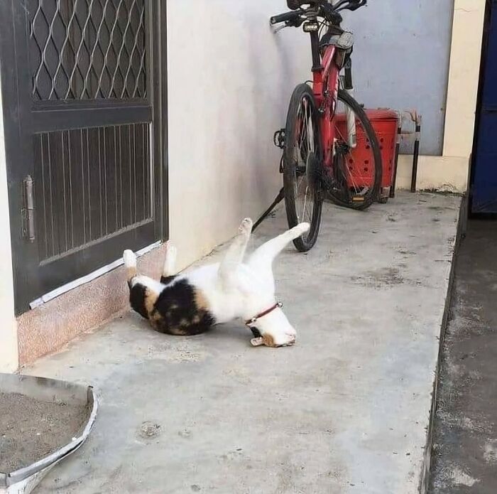 42 Very Strange But Funny Photos Of Cats Shared By An IG Account Obsessed With Felines