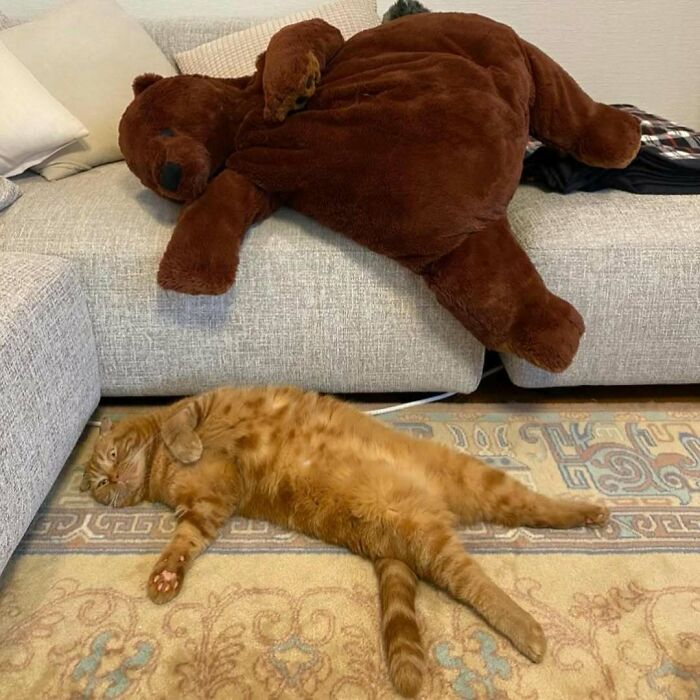 42 Very Strange But Funny Photos Of Cats Shared By An IG Account Obsessed With Felines