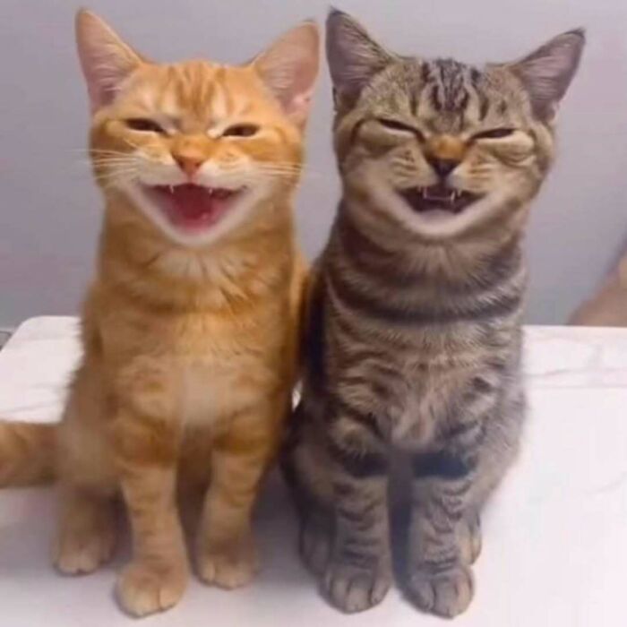 42 Very Strange But Funny Photos Of Cats Shared By An IG Account Obsessed With Felines