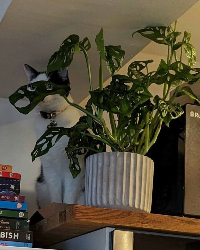 42 Very Strange But Funny Photos Of Cats Shared By An IG Account Obsessed With Felines