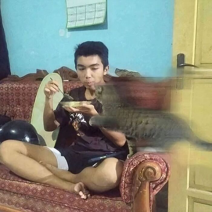 42 Very Strange But Funny Photos Of Cats Shared By An IG Account Obsessed With Felines