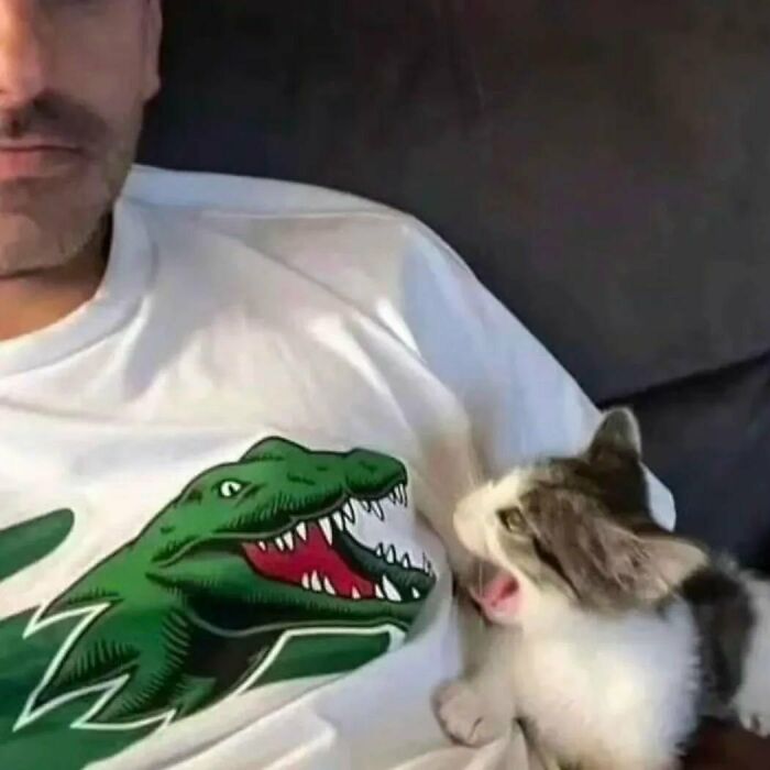 42 Very Strange But Funny Photos Of Cats Shared By An IG Account Obsessed With Felines