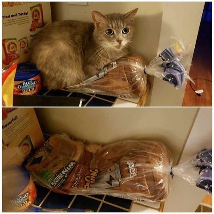 42 Very Strange But Funny Photos Of Cats Shared By An IG Account Obsessed With Felines