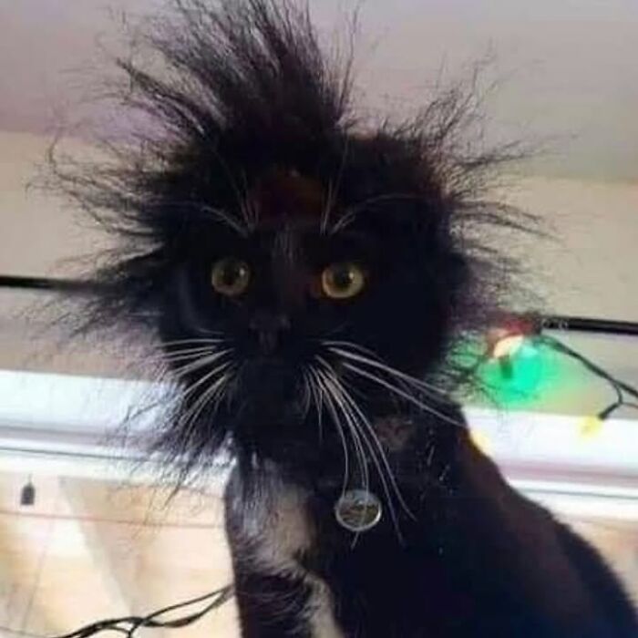 42 Very Strange But Funny Photos Of Cats Shared By An IG Account Obsessed With Felines