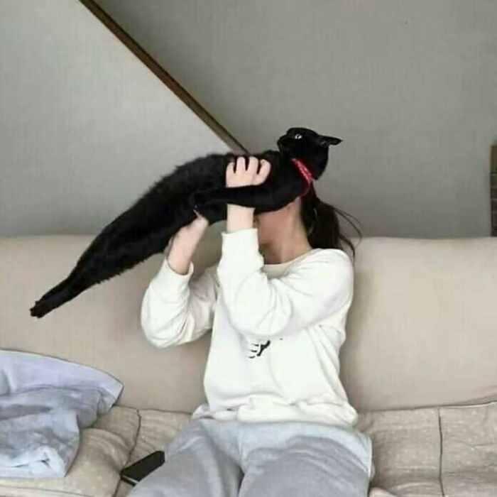42 Very Strange But Funny Photos Of Cats Shared By An IG Account Obsessed With Felines