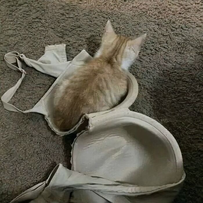 42 Very Strange But Funny Photos Of Cats Shared By An IG Account Obsessed With Felines