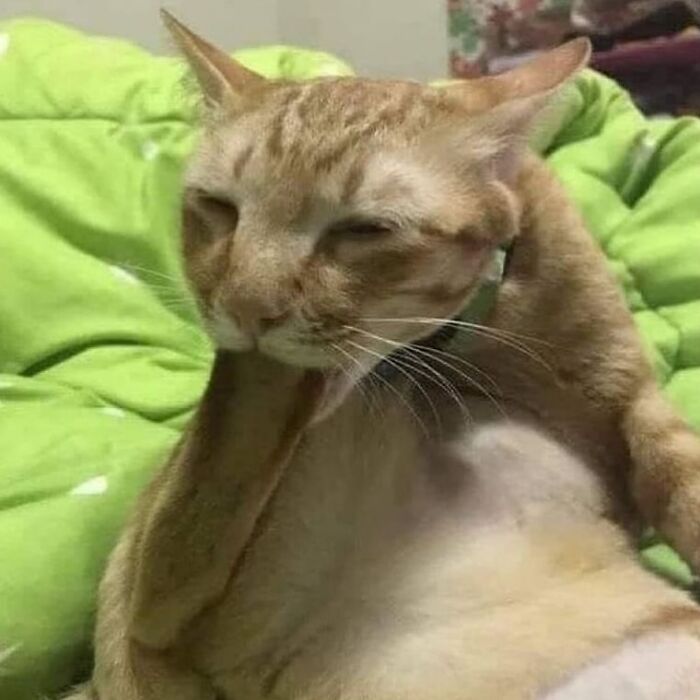 42 Very Strange But Funny Photos Of Cats Shared By An IG Account Obsessed With Felines