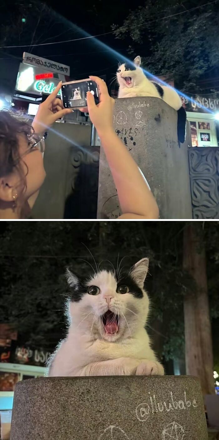 42 Very Strange But Funny Photos Of Cats Shared By An IG Account Obsessed With Felines