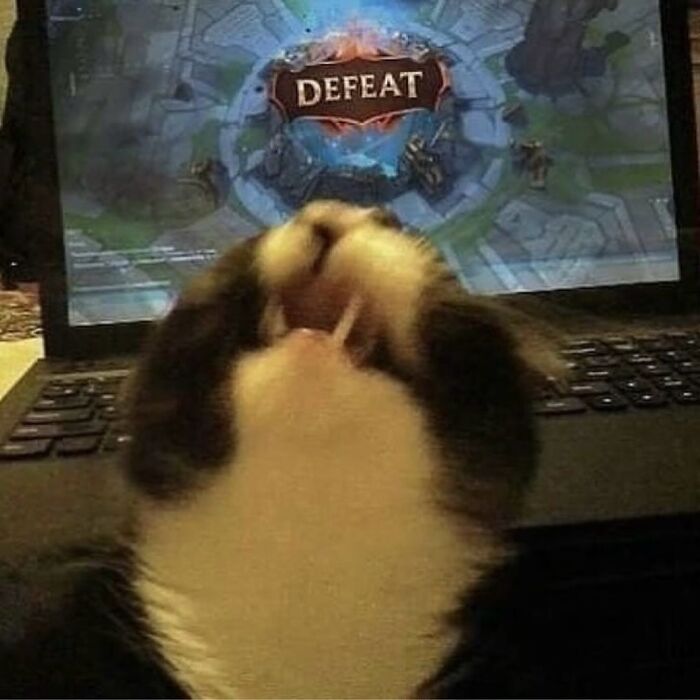 42 Very Strange But Funny Photos Of Cats Shared By An IG Account Obsessed With Felines