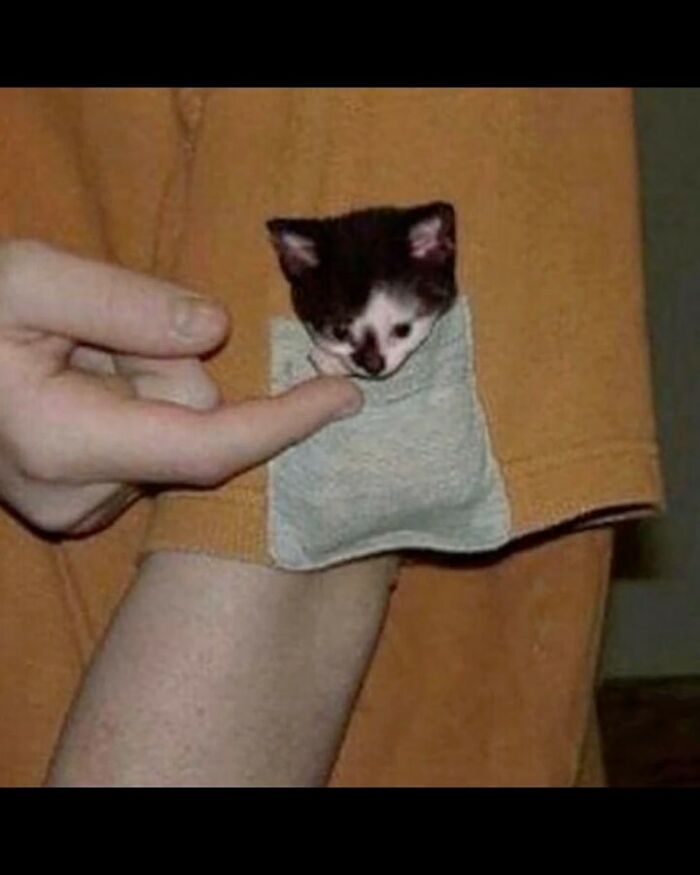 42 Very Strange But Funny Photos Of Cats Shared By An IG Account Obsessed With Felines