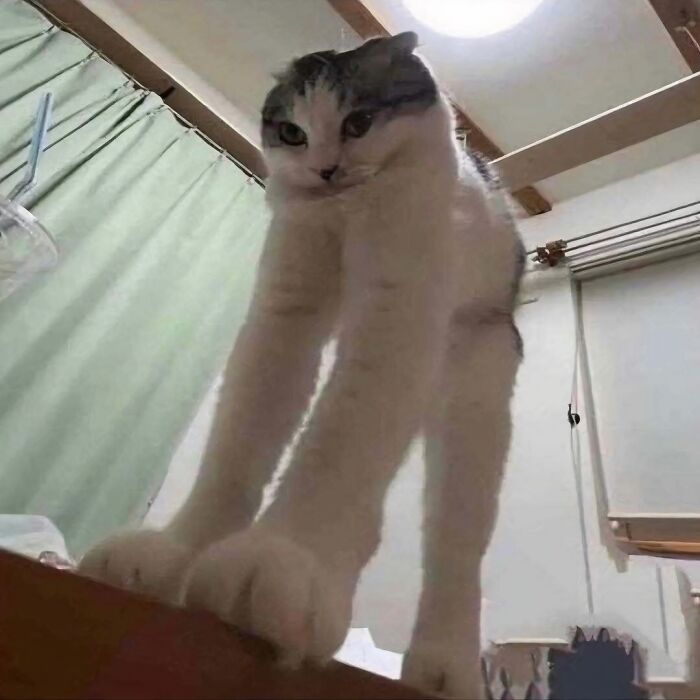 42 Very Strange But Funny Photos Of Cats Shared By An IG Account Obsessed With Felines