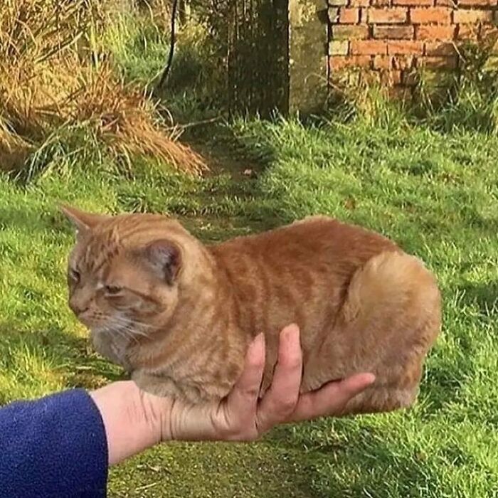 42 Very Strange But Funny Photos Of Cats Shared By An IG Account Obsessed With Felines