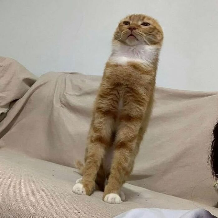 42 Very Strange But Funny Photos Of Cats Shared By An IG Account Obsessed With Felines