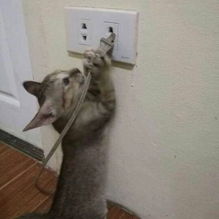 42 Very Strange But Funny Photos Of Cats Shared By An IG Account Obsessed With Felines