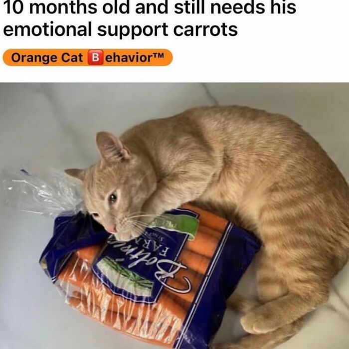 42 Very Strange But Funny Photos Of Cats Shared By An IG Account Obsessed With Felines