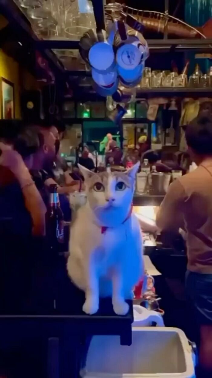 42 Very Strange But Funny Photos Of Cats Shared By An IG Account Obsessed With Felines