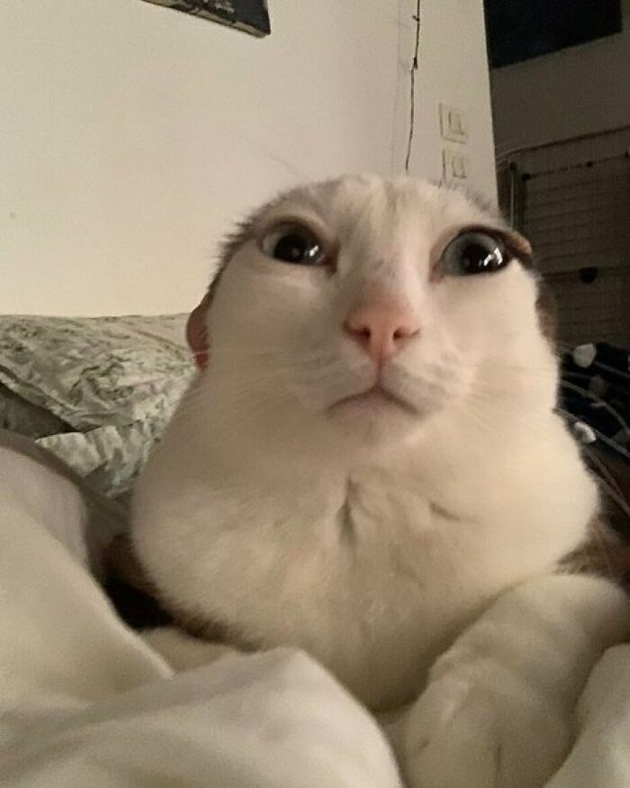 42 Very Strange But Funny Photos Of Cats Shared By An IG Account Obsessed With Felines