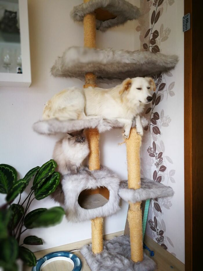 42 Very Strange But Funny Photos Of Cats Shared By An IG Account Obsessed With Felines