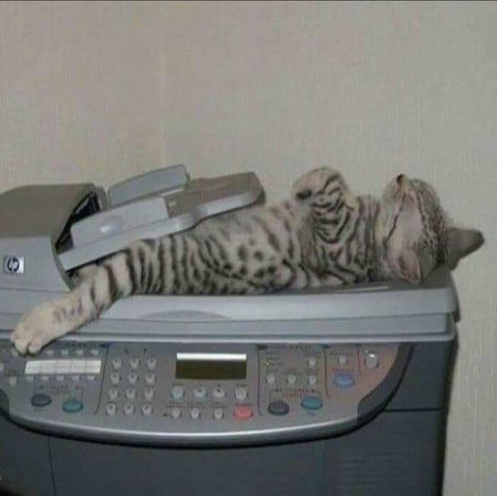 42 Very Strange But Funny Photos Of Cats Shared By An IG Account Obsessed With Felines