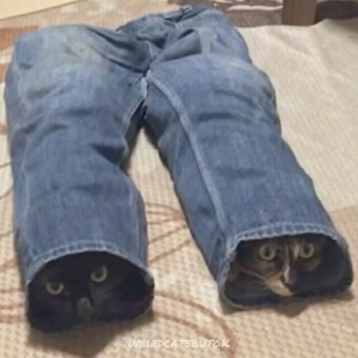 42 Very Strange But Funny Photos Of Cats Shared By An IG Account Obsessed With Felines
