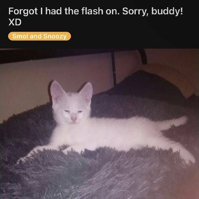 42 Very Strange But Funny Photos Of Cats Shared By An IG Account Obsessed With Felines