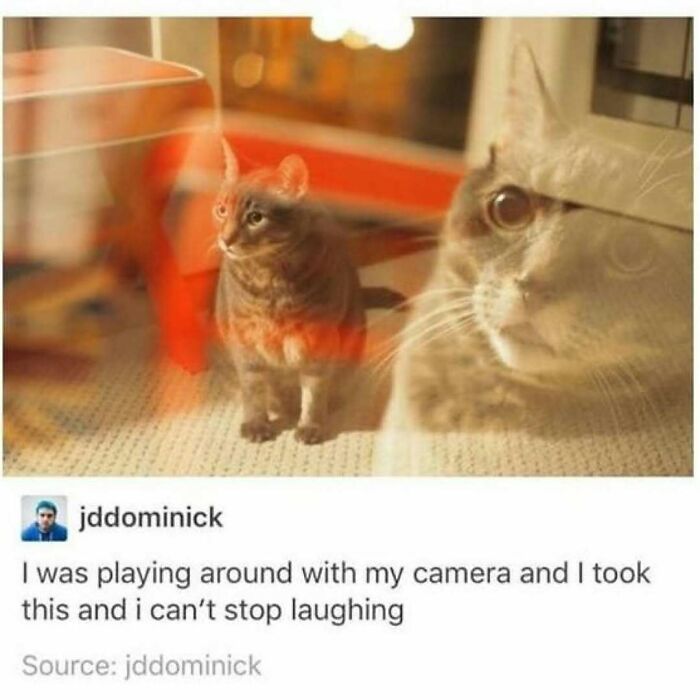 42 Very Strange But Funny Photos Of Cats Shared By An IG Account Obsessed With Felines