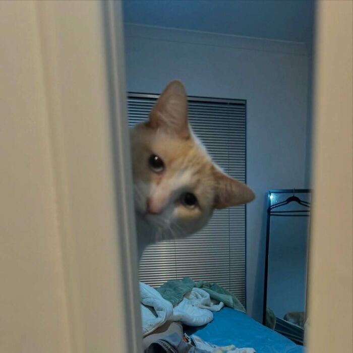42 Very Strange But Funny Photos Of Cats Shared By An IG Account Obsessed With Felines