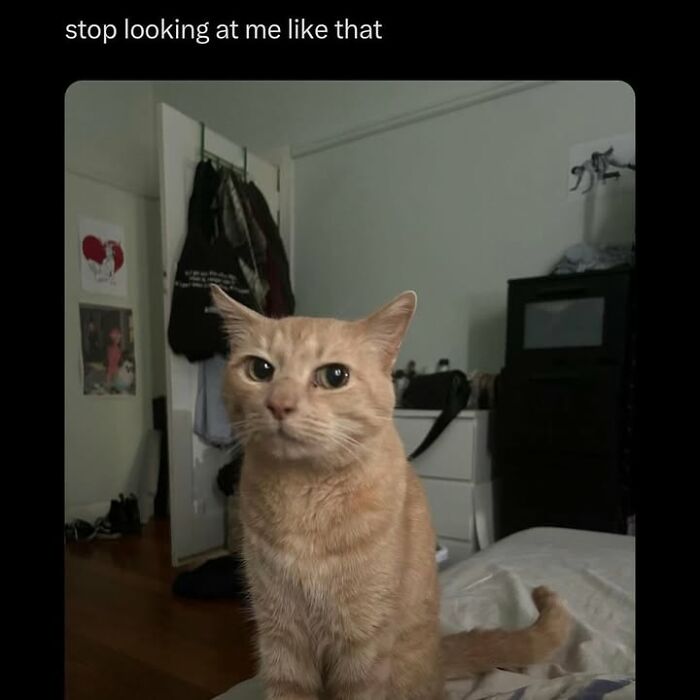 42 Very Strange But Funny Photos Of Cats Shared By An IG Account Obsessed With Felines