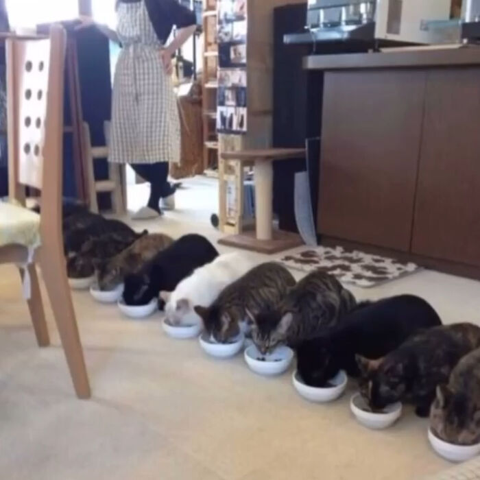 42 Very Strange But Funny Photos Of Cats Shared By An IG Account Obsessed With Felines
