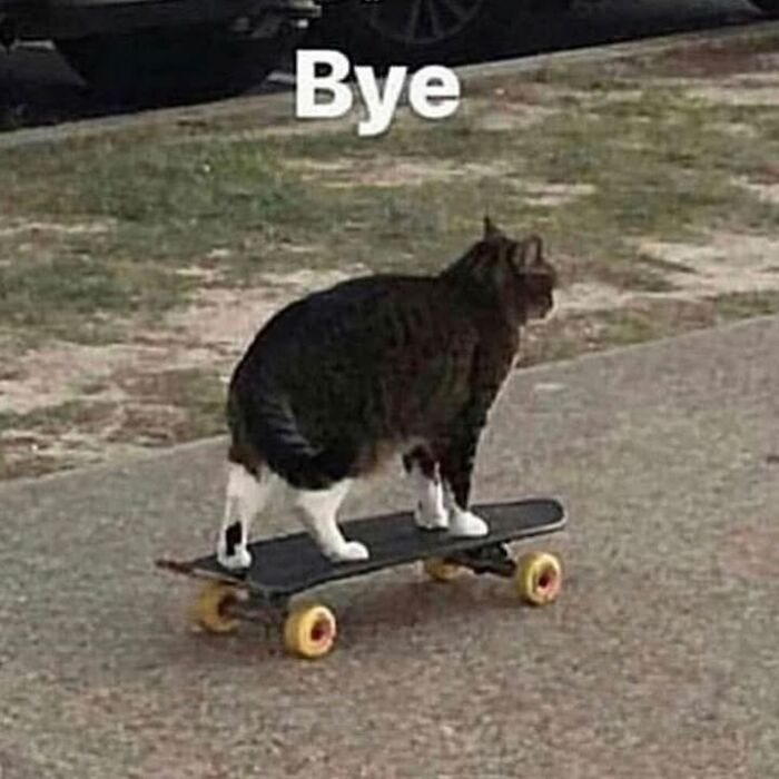 42 Very Strange But Funny Photos Of Cats Shared By An IG Account Obsessed With Felines