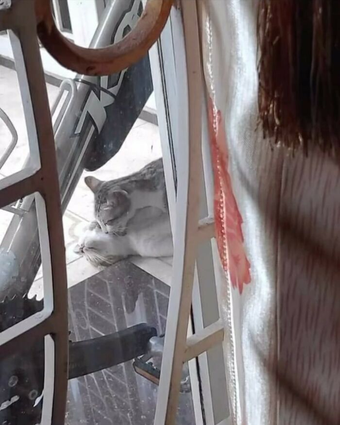 42 Very Strange But Funny Photos Of Cats Shared By An IG Account Obsessed With Felines