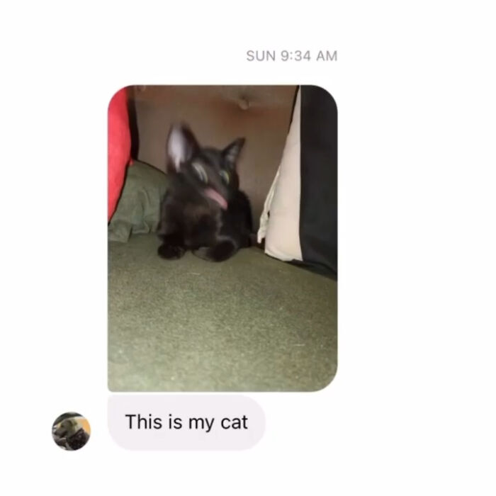 42 Very Strange But Funny Photos Of Cats Shared By An IG Account Obsessed With Felines