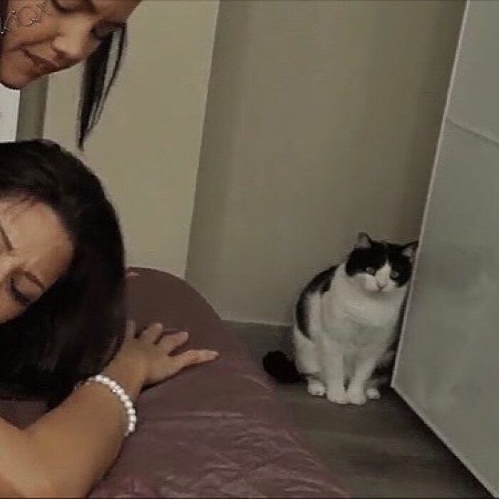 42 Very Strange But Funny Photos Of Cats Shared By An IG Account Obsessed With Felines