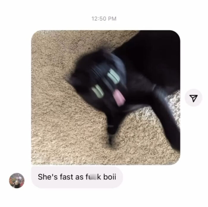 42 Very Strange But Funny Photos Of Cats Shared By An IG Account Obsessed With Felines