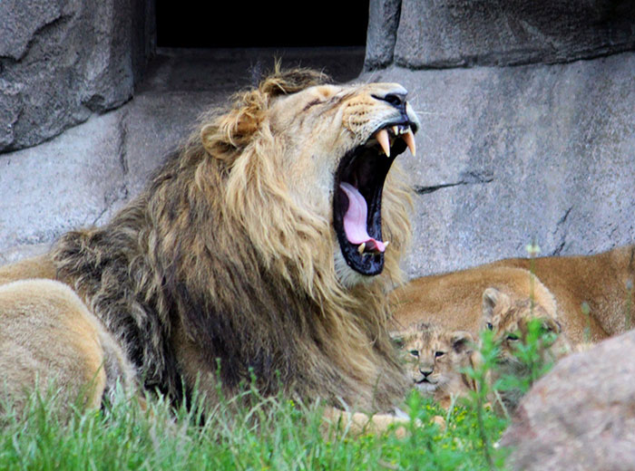 After Outrage, Woman Explains Why She Donated Her Daughter’s Pony To Zoo To Be Eaten By Lions