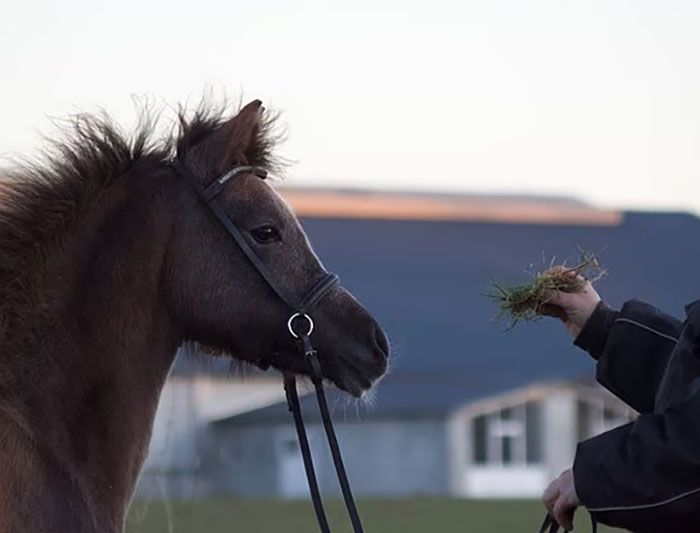 After Outrage, Woman Explains Why She Donated Her Daughter’s Pony To Zoo To Be Eaten By Lions