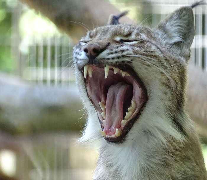After Outrage, Woman Explains Why She Donated Her Daughter’s Pony To Zoo To Be Eaten By Lions